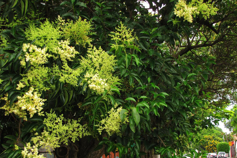 Flowers/ trees - Brazilian Ipê rosa.  Árvores e arbustos, Arbustos,  Arvores do brasil